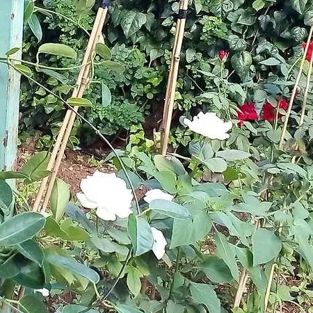 Hébergement de vacances Il Giardino Di Hyccara *