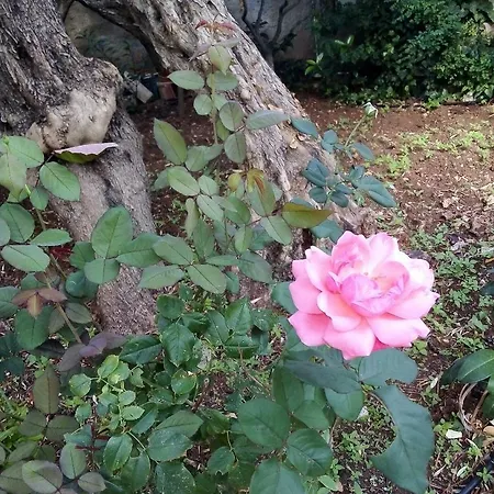 Il Giardino Di Hyccara Carini
