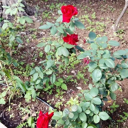 Il Giardino Di Hyccara * Carini